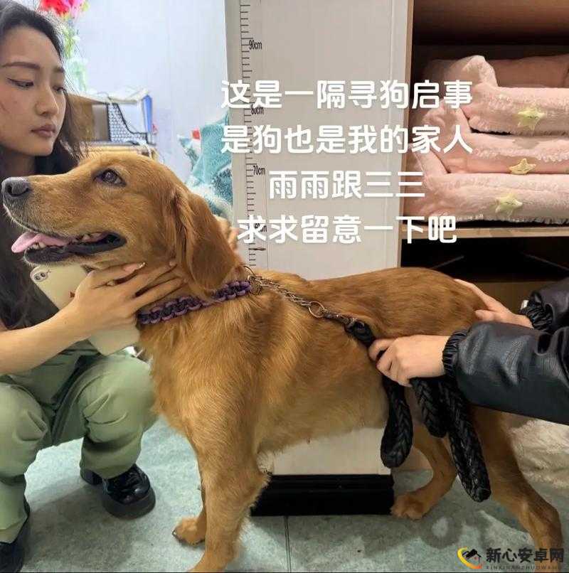 一人一狗被困游戏中长达六小时：这是怎样的经历